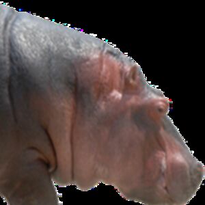 raisin hippo