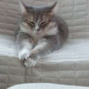 eskimokisses8 avatar