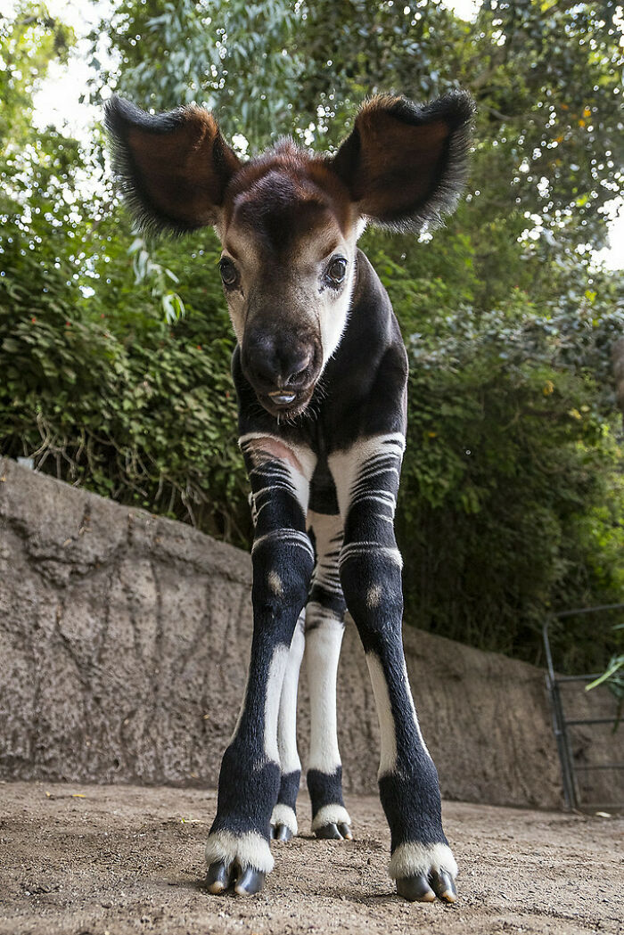 How About This Big-Eared Goof? A Baby Okapi!