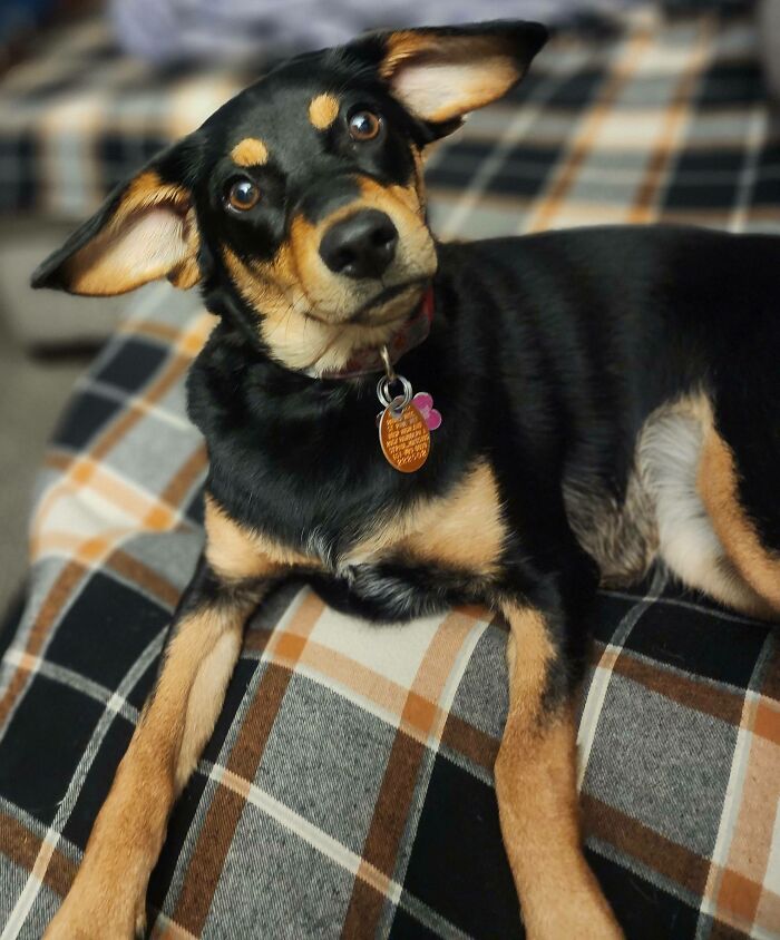 Miso Heard Doggy Airplane Ears Are Tolerated Maybe