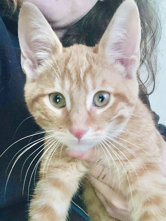 As Requested, More Of Gouda And Her Spectacular Ears