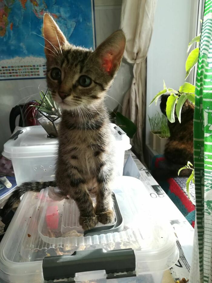 She's A Long Teen Already, But She Still Looks Smol And Her Ears Are Huge