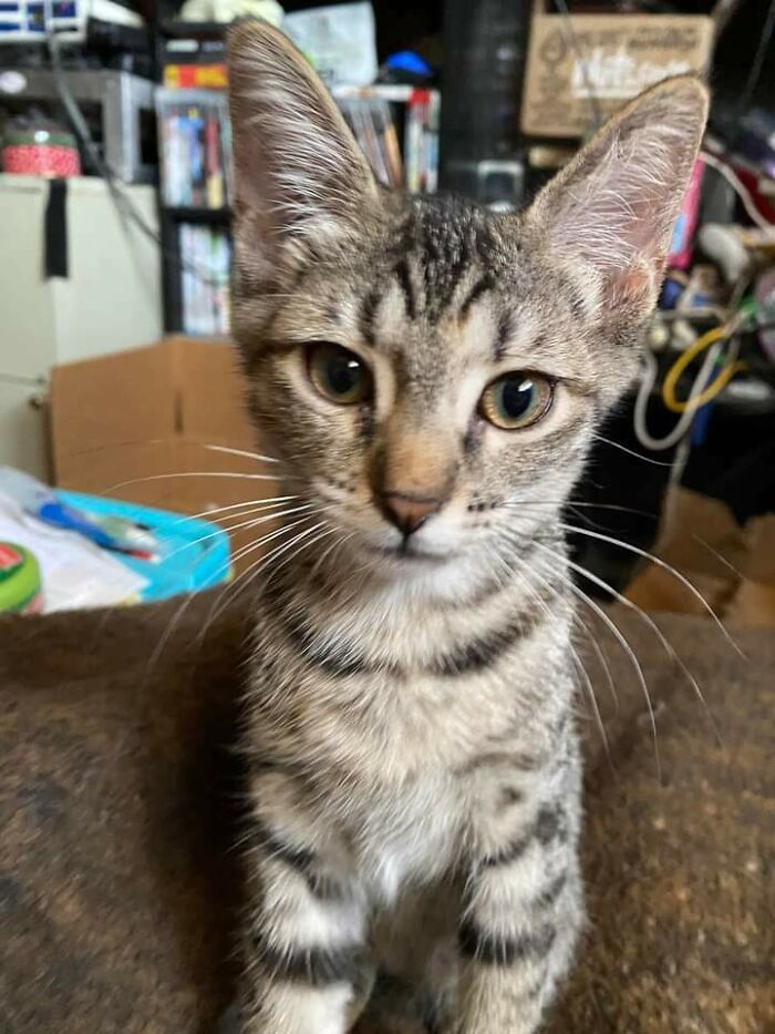 Update On Barbara The Bat Cat: Ears