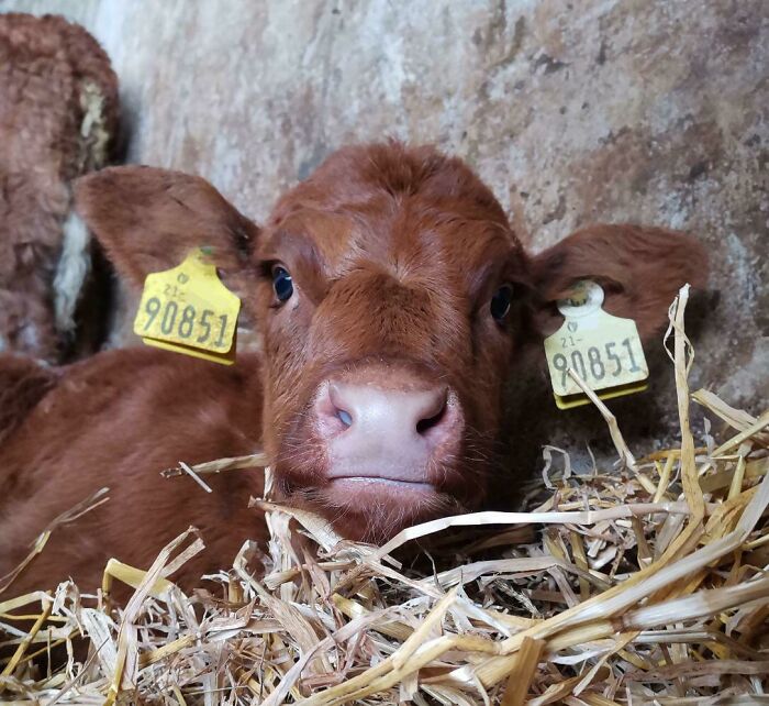 One Of Our Red Angus Calves Relaxing
