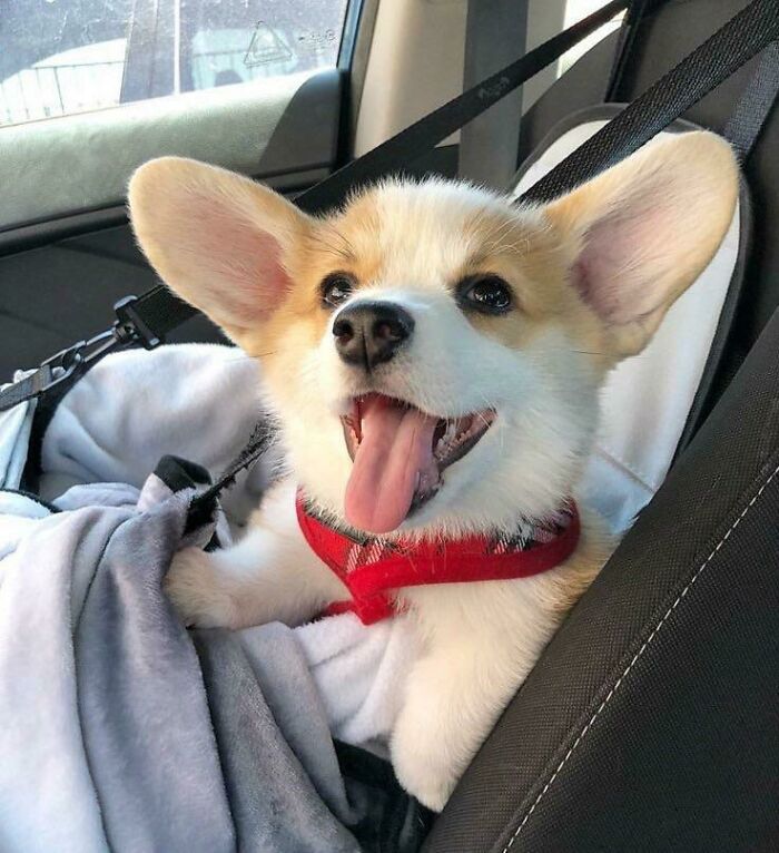His Ears Are Longer Than His Legs