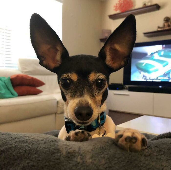 Big Ears Big Heart Sasuke The Rat Terrier
