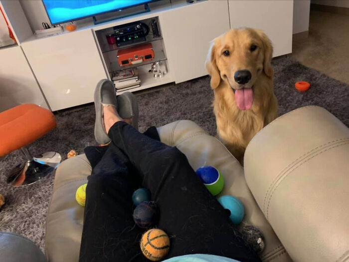 Cashew The Silly Pupper Will Bring You Every Ball He Owns