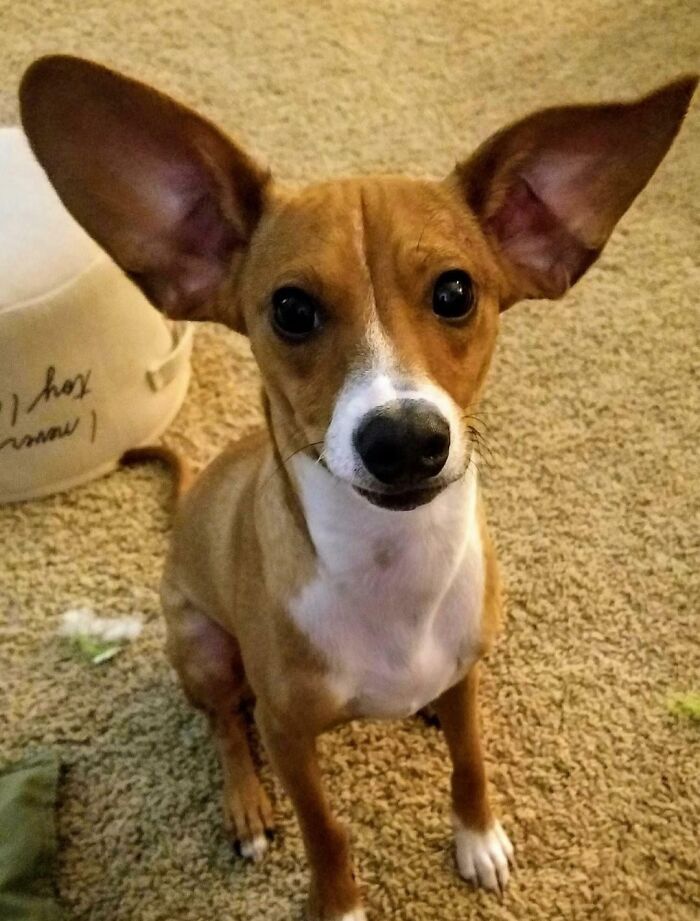 One Day, A Chihuahua And An Italian Greyhound Decided To Create A Child With Satellite Ears