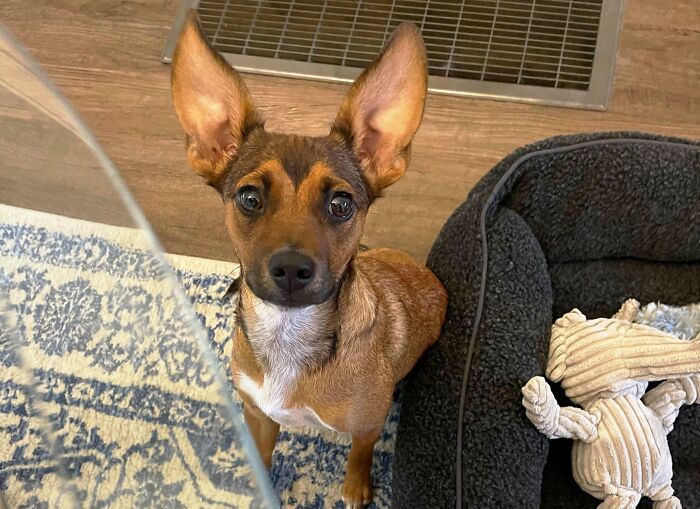 I’m All Ears!