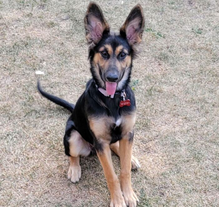 Here's Oakley. She Is The Youngest And By Far The Largest Beast We Have. I Do Love Those Ears