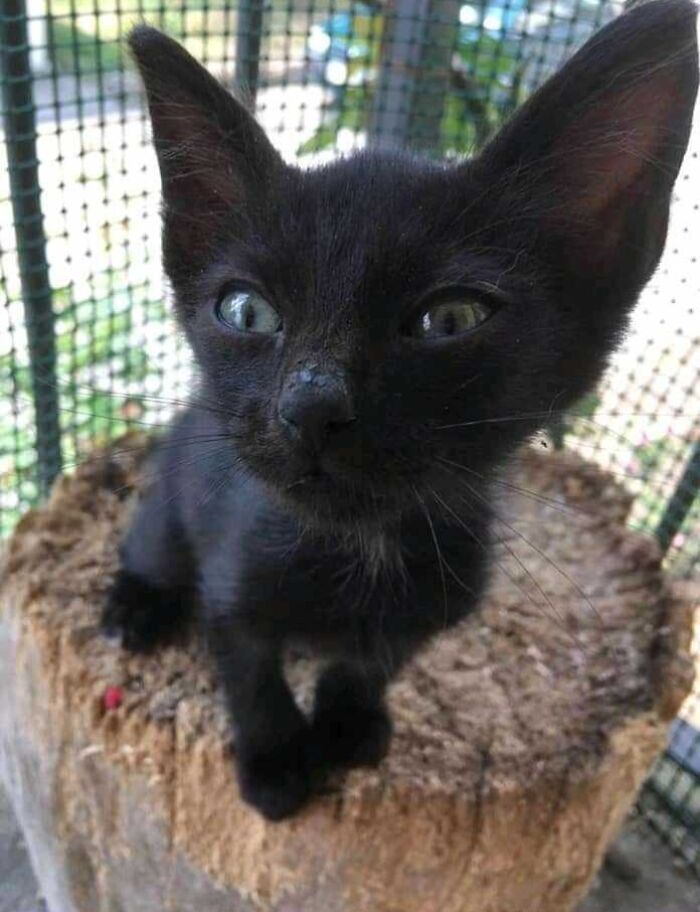 Meet Salem, Our New Rescue. Look At Those Ears!