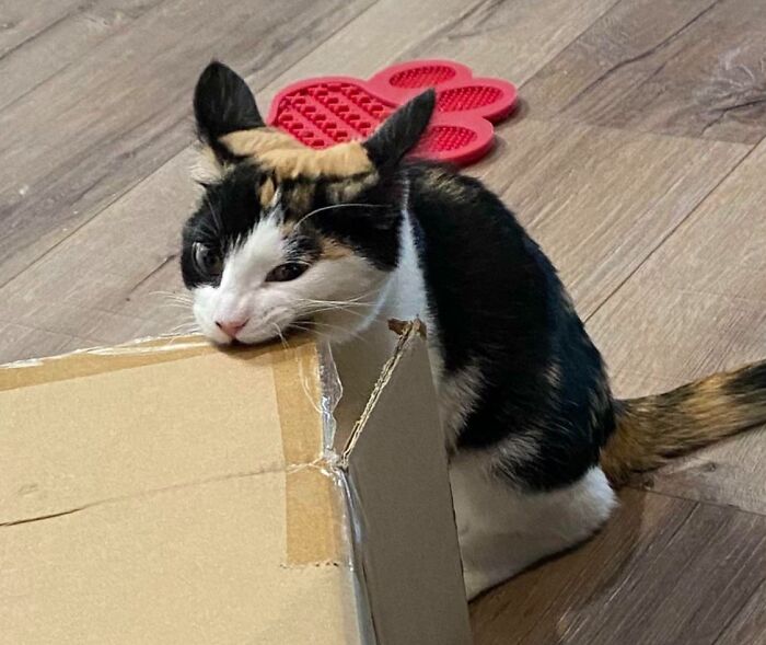 Airplane Ears With Bite