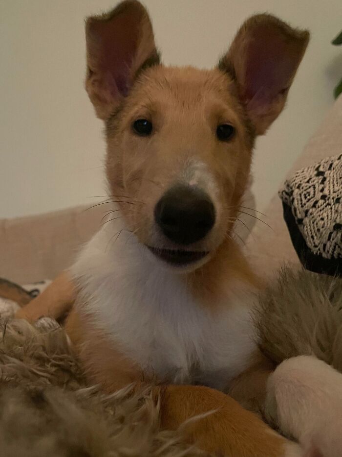 My Dad Said My Puppy Looks Like Richard Gere And I Can’t Unsee It