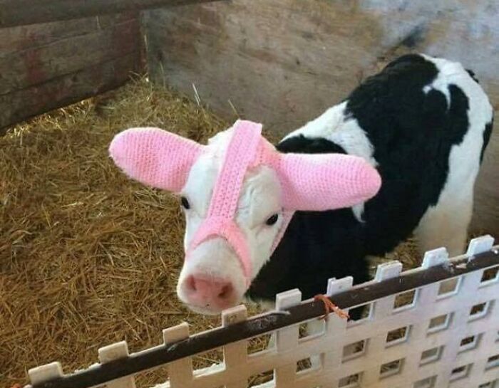 To Stop Frost Bite, Baby Cows Are Knitted Ear Warmers