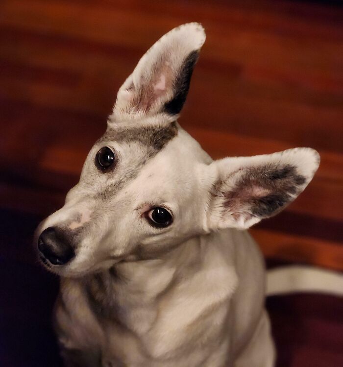 The Ears On My Senior Dog