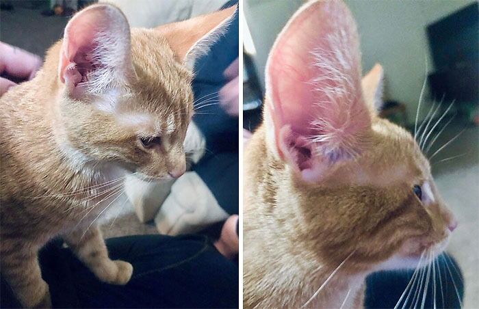 This Is Gouda. Gouda's Ears Are Too Big For Her Illegally Smol Head