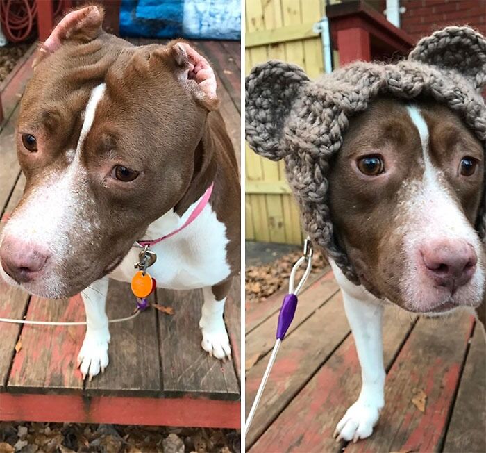 My Sister Rescued This Baby Girl And Gave Her New Ears