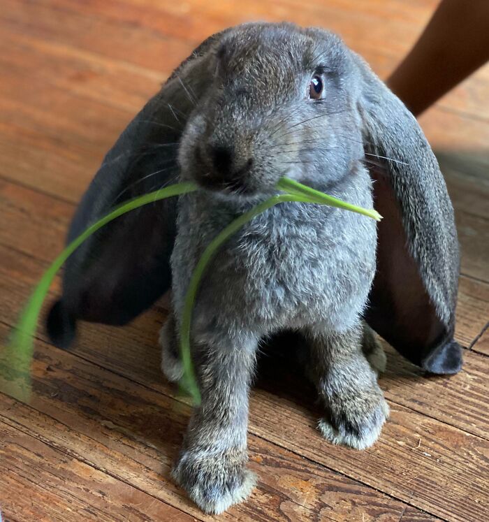 Eve The English Lop
