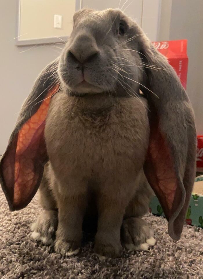 The English Lop