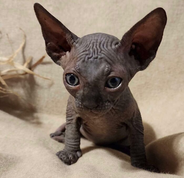 Tho I Am But Smol, My Ears Be Big