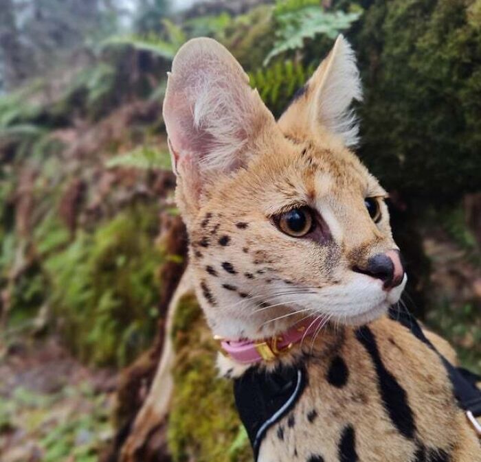 Listening Hard Or Hardly Listening?