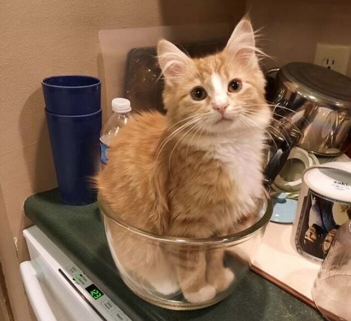 Welp... That Was Clean But He's So Proud Of Himself I Can't Be Mad