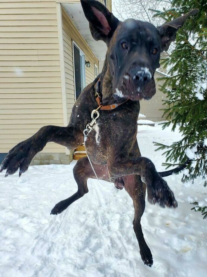 Clyde, The Greatest Dane