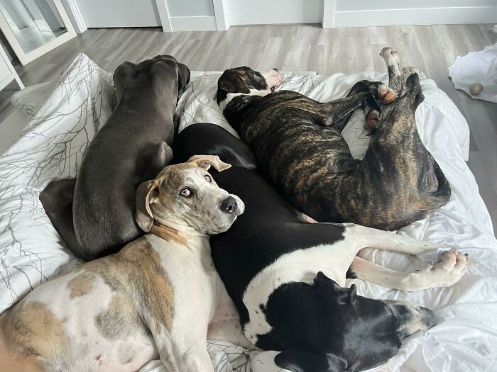 Saturday Mornings In Bed With Our 4 Danes