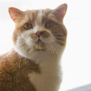 brittneyrussell avatar