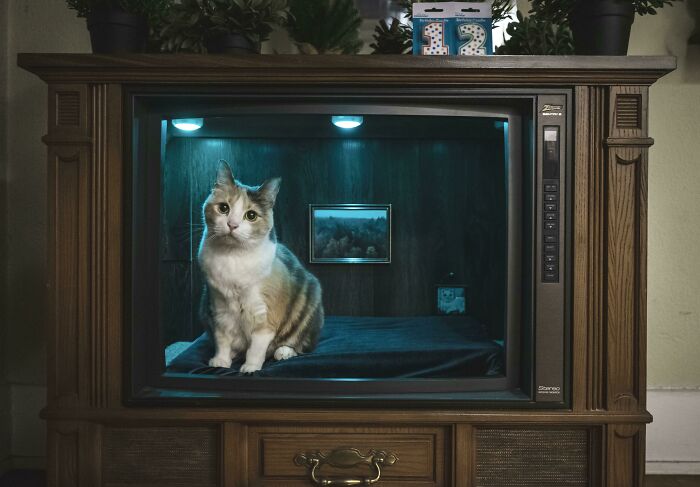 Un viejo televisor reconvertido en una cama de gato