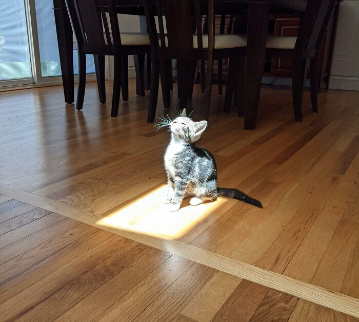 My New Kitten's First Encounter With The Big Ball Of Flame In The Sky