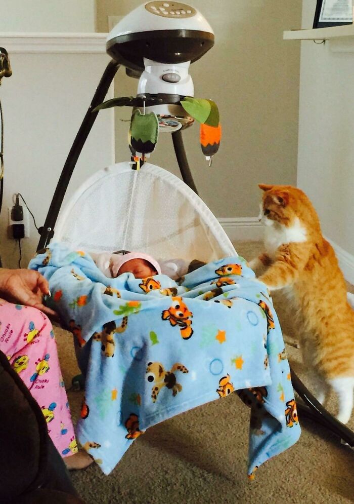Cats Make The Best Babysitters