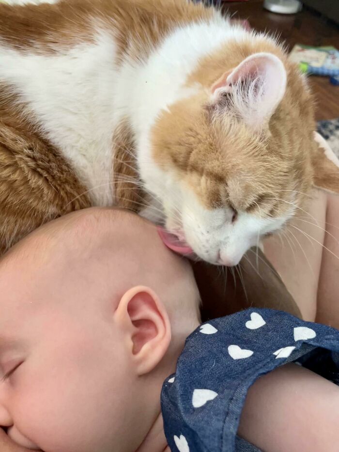 Why Does My Cat, Whom I’ve Had For 10 Years, Lick My Baby? He Doesn’t Lick My Older 2 Kids (4 And 6), But I Can’t Get Him To Stop Licking My Baby