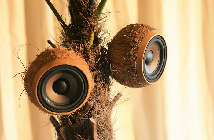Coconut Speakers
