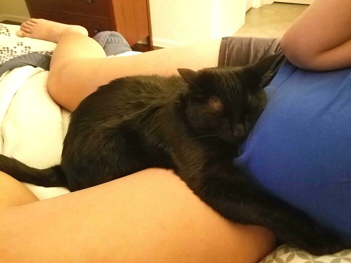 My Wife Is 30 Weeks Pregnant, And This Is How Her Cat Cuddles With Her