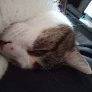 auntbettysings avatar