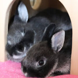 karensinnamon avatar