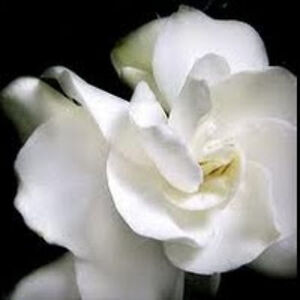 jenniferrobinson_1 avatar