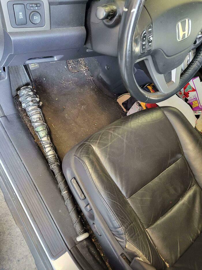 C/S They're On Probation And They Took His Gun