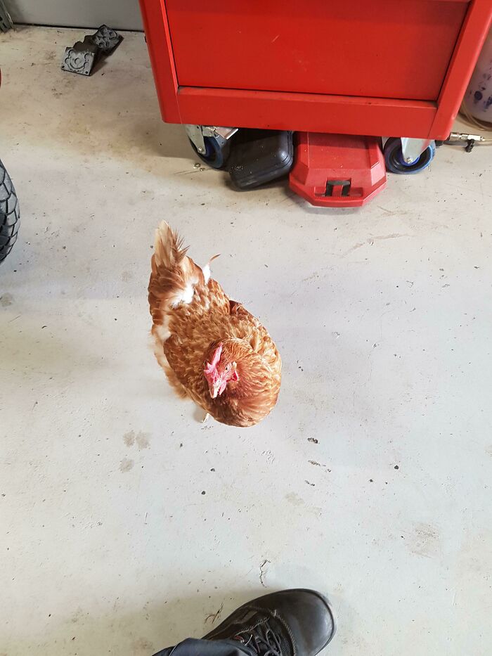 Shop Dog? How About A Shop Chicken?