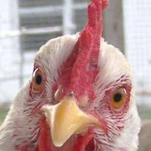 christinewild avatar