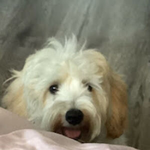 wendymejiaajiatas avatar