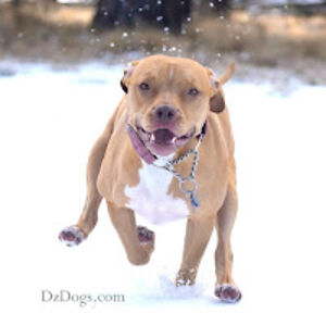 anelsondzdogmom avatar