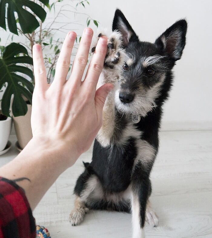 Your Dog Gives You A High Five When You Hold Your Hand Up