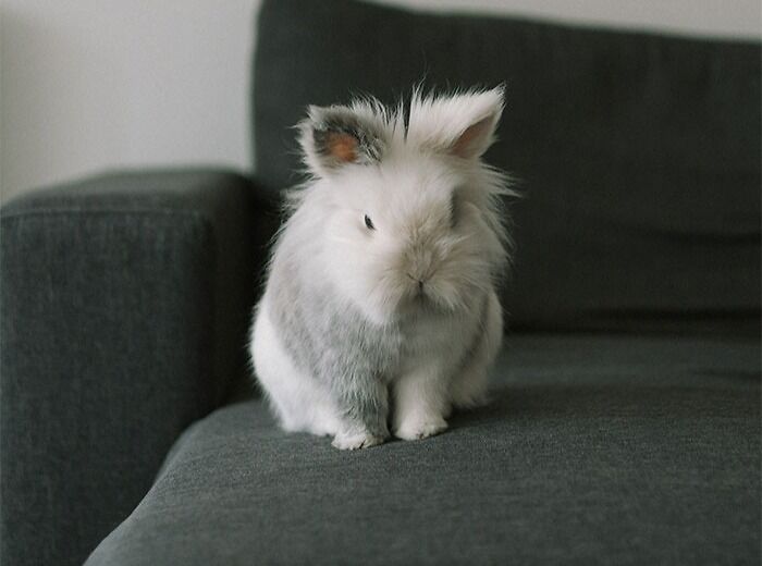Your Rabbit Jumps Up On The Couch