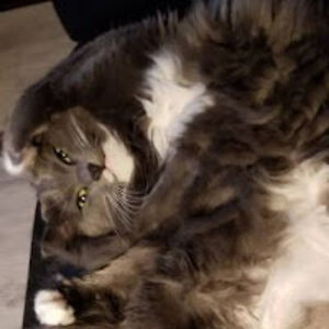 trillinglikeflint avatar