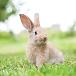 addisoncausey avatar