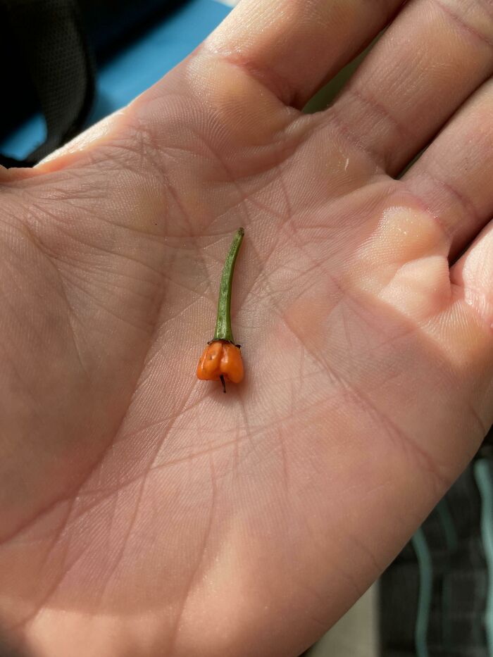 Jumping On The Tiny Chilli Pepper Bandwagon With The Only Carolina Reaper I Managed To Grow This Year