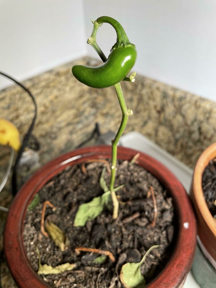 Pepper Growing Expert Here — Ama!
