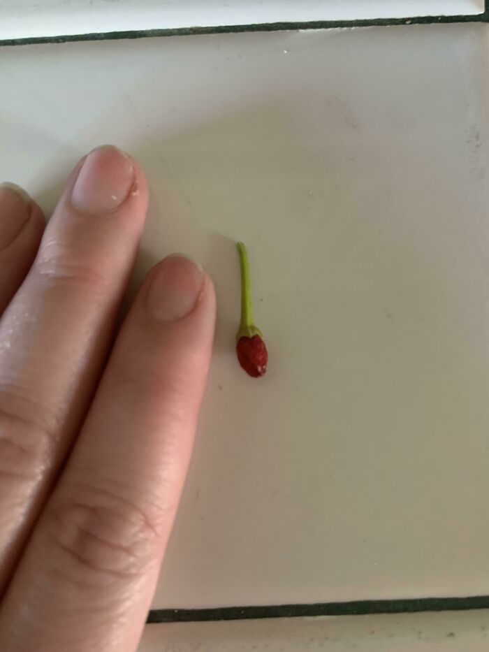 This Bird’s Eye Chili May Contain Too Much Spice For My Pho